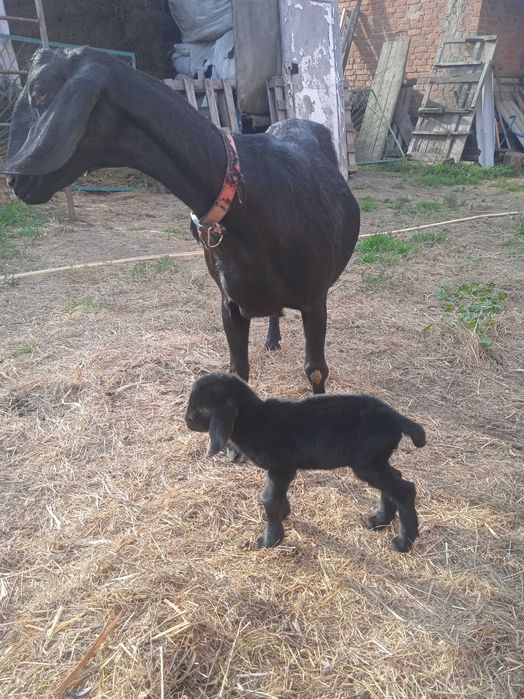 Продам козлят 100% Англо нуб э козочки та козлики