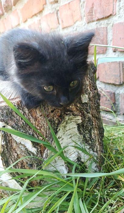 Отдам котёнка-девочку