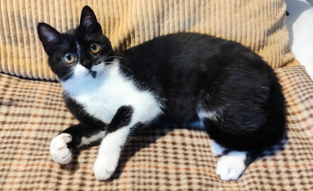 Gatinha para adoção responsável