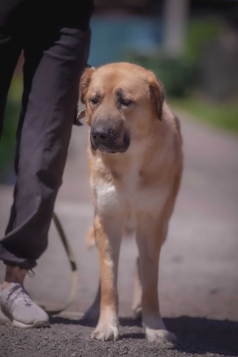 Метис алабая в добрі руки
