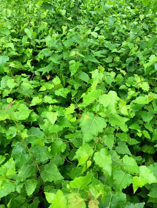 Sadzonki brzozy cała Polska