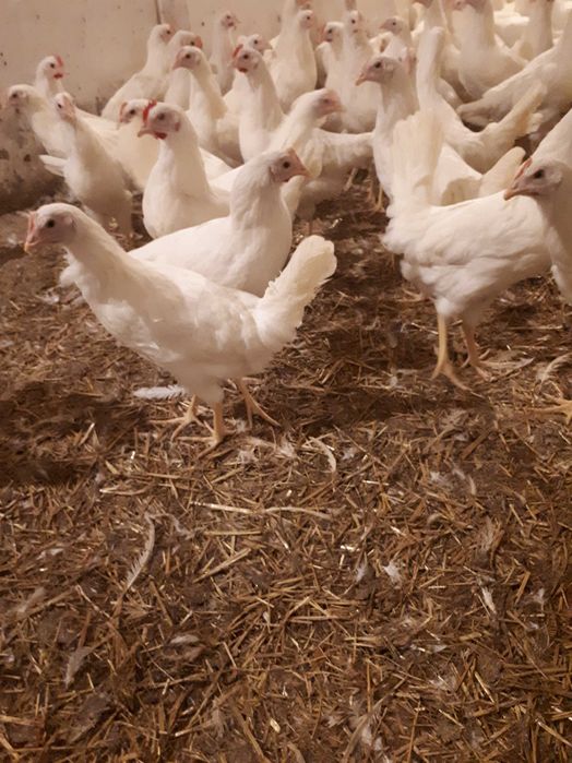 Kury nioski Rosa Dominant Leghorn Messa Dowóz Zapraszam