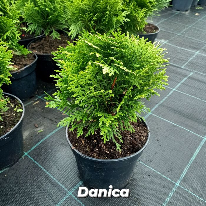 Туї кульки Даніка, Хоссері та Міріам