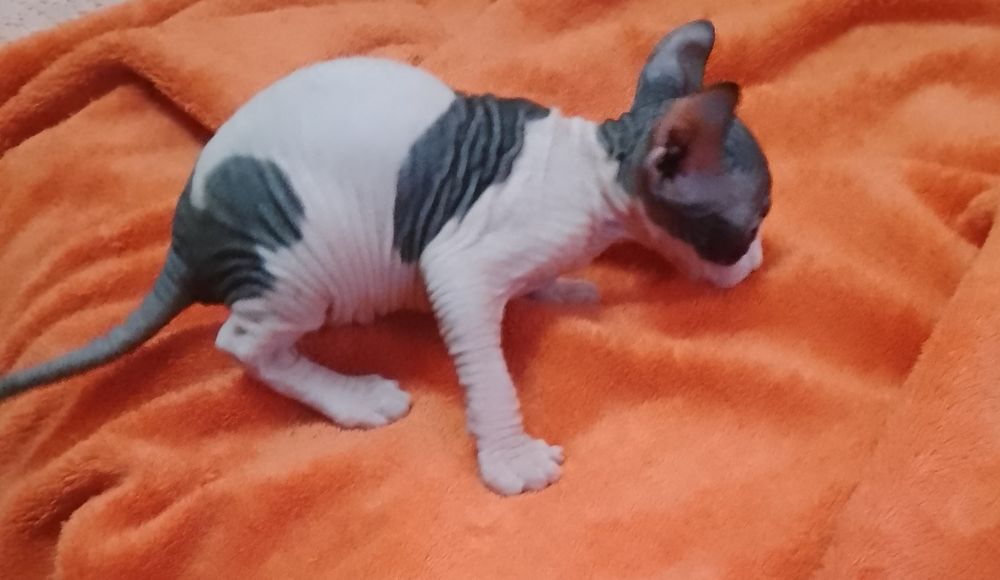 Хлопчик канадського сфінкса Ельф. Біколор.