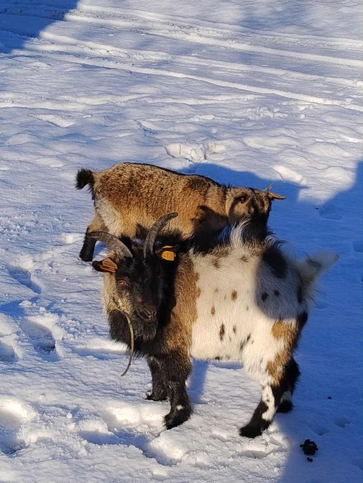 Koza i Kozioł super parka