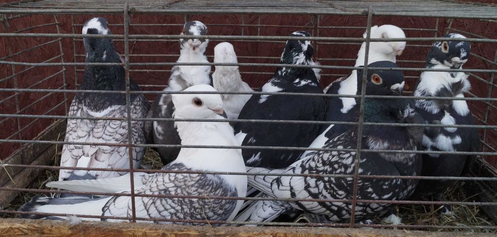 Blondynety satynety mewka orientalna mewki gołębie samce samice para