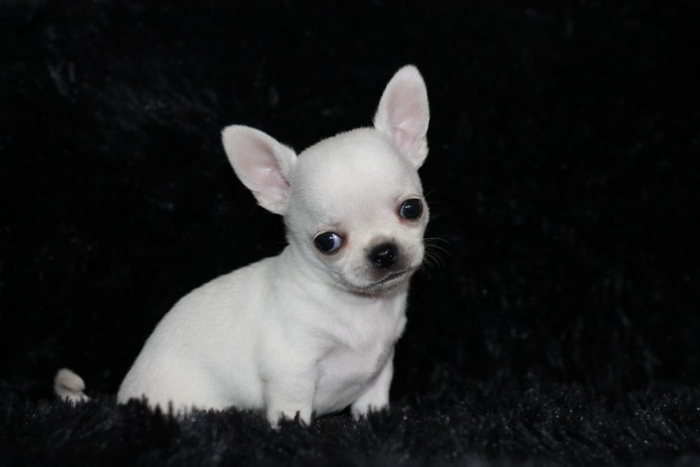 Chihuahua długowłosy chłopiec ZKwP FCI