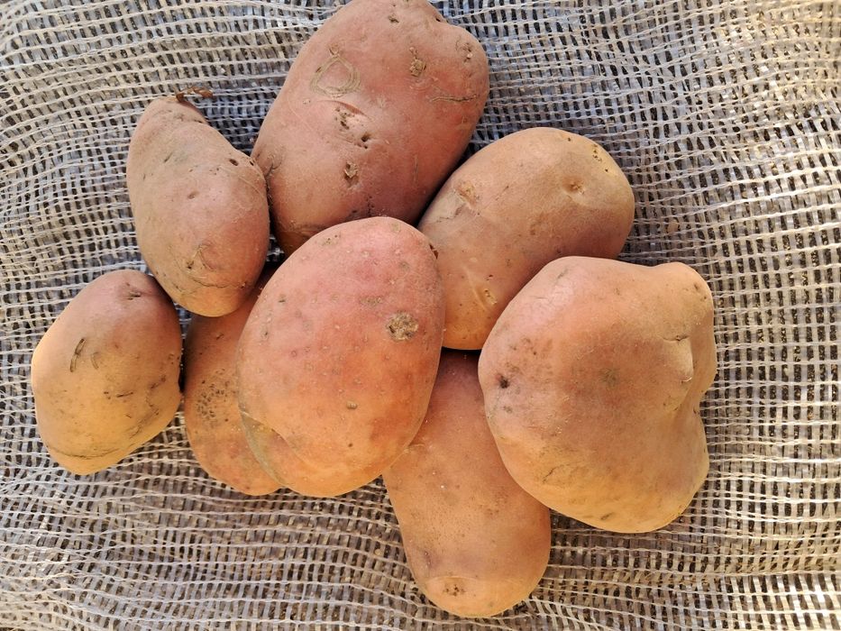 Batatas Agria e semester