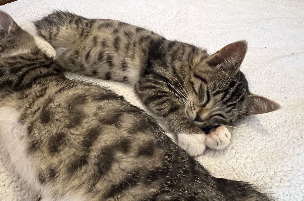 Małe kotki do adopcji