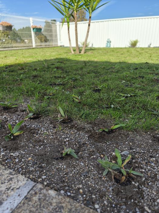 Relva Brasileira 84 pés