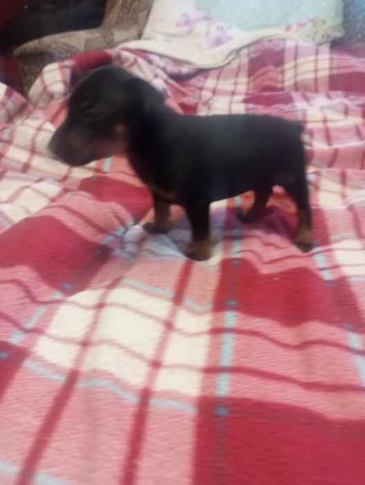 Цуценя цверг пінчер