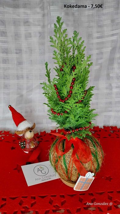 Kokedamas e Decoração artística - Plantas com Arte