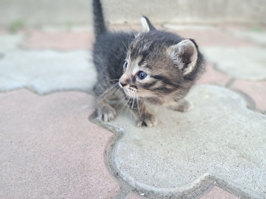 Віддам кошеня в добрі руки