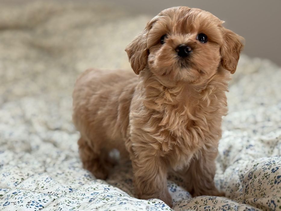 Maltipoo - piesek ;)