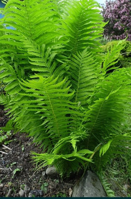 Bergenia, barwinek, paproć,  wiesiołek