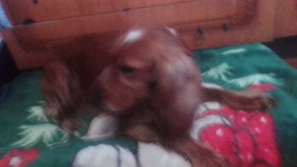 Продам собаку англійський кокер спанієль хлопчик