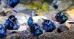 Ryby Pielęgnica papuzia blue tiger. Cetarius