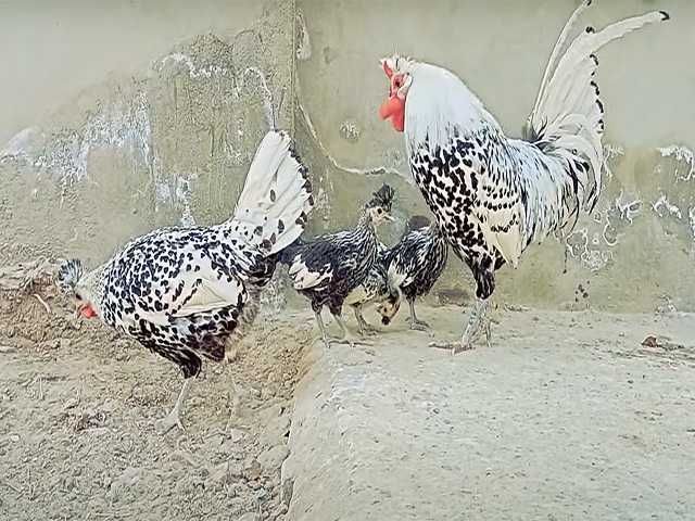 Яйцо на інкубацію курей Апенцеллер срібло, золото, біле золото, лимон.