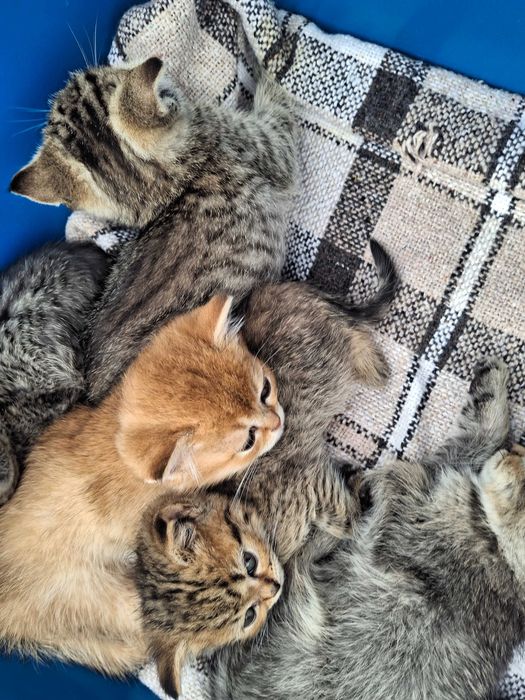 Продаж Шотландських Кошенят