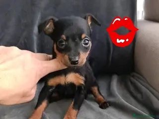 Pincher bebe porte pequeno miniatura