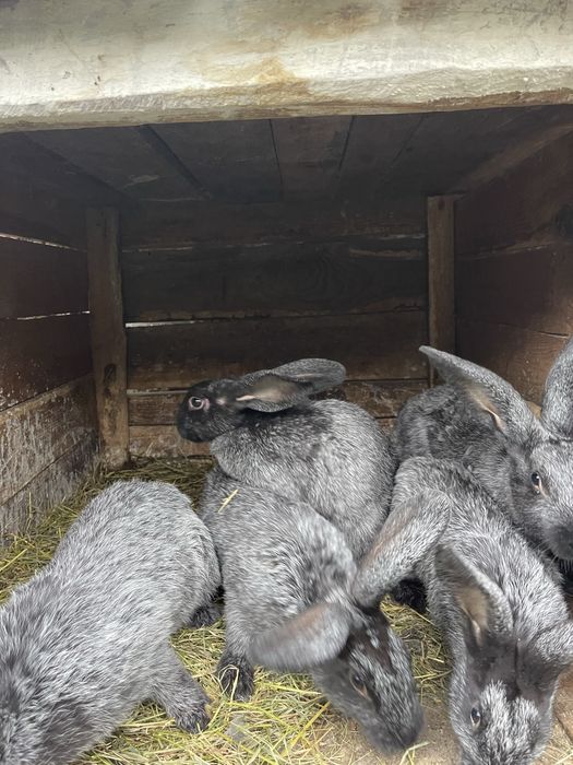 Продам Кролі Полтавське срібло та панон