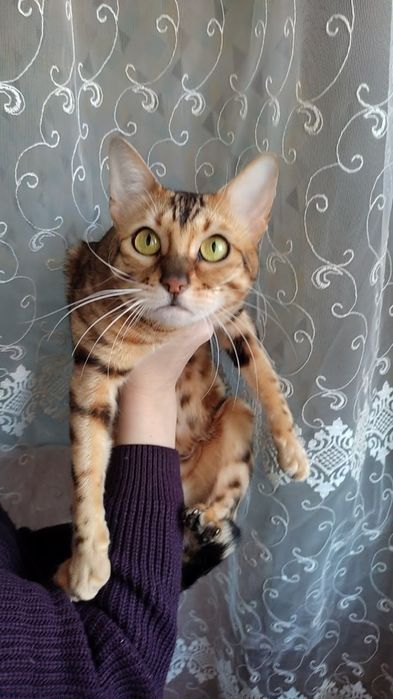 Бенгальська киця