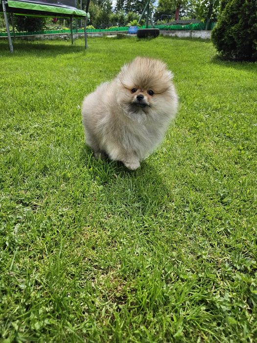 Miś pomeranian 3mc komplet szczepień