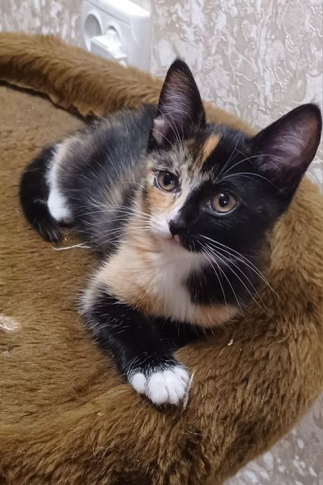 Шукаємо родину для триколірного щастя! Маленька муркотуха у добрі руки