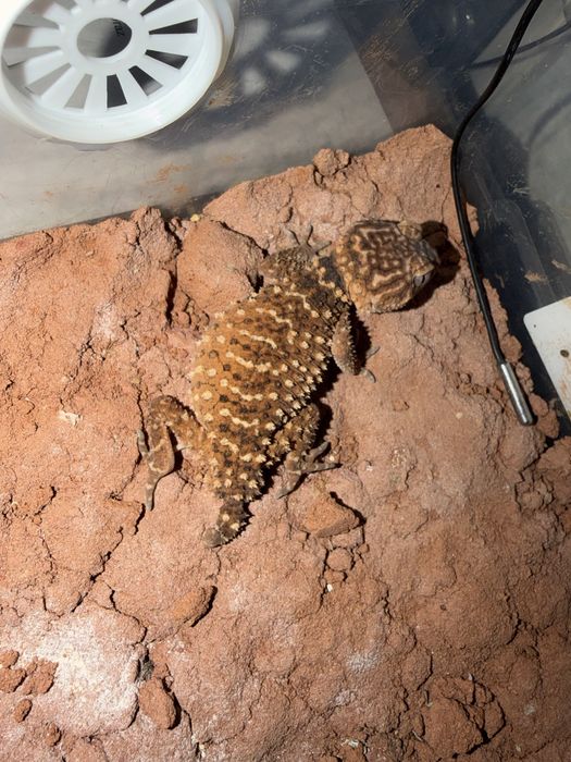 Nephrurus amyae