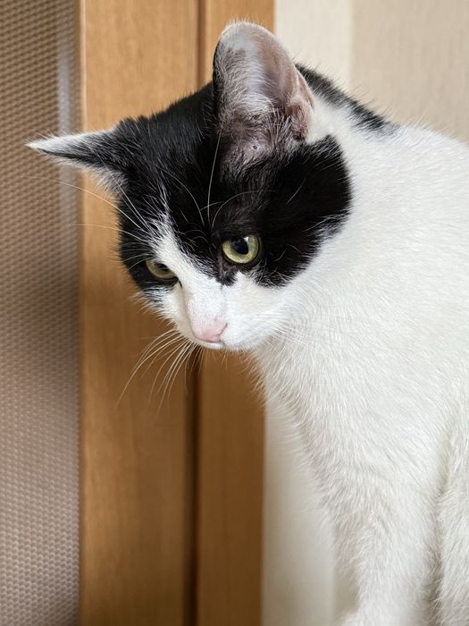 Kocurek Kubuś do adopcji