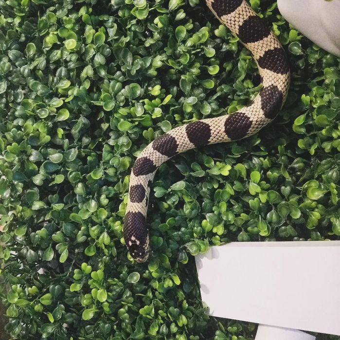 Terarium wąż hybryda zbożowy