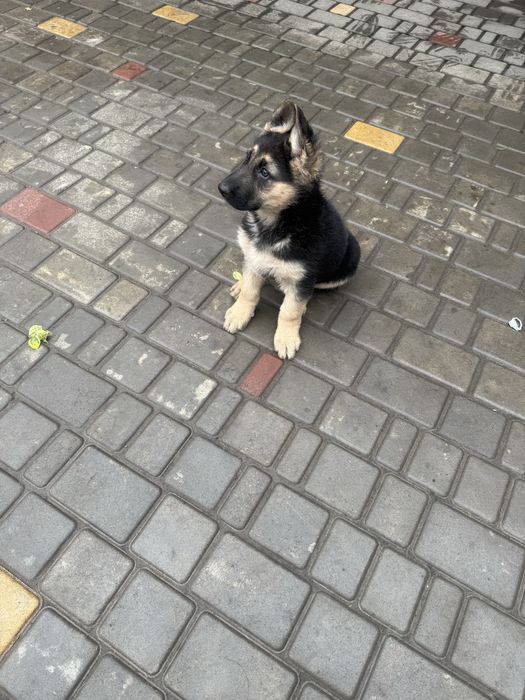 Цуценя німецькоі овчарки