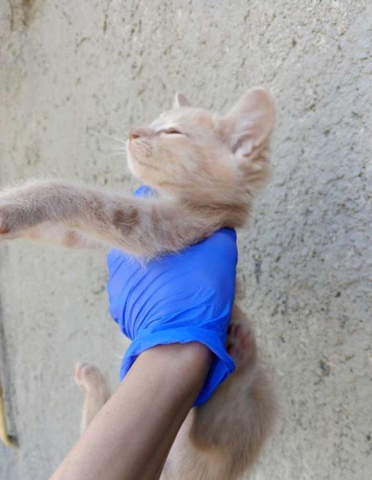 Отдам в хорошие руки котят