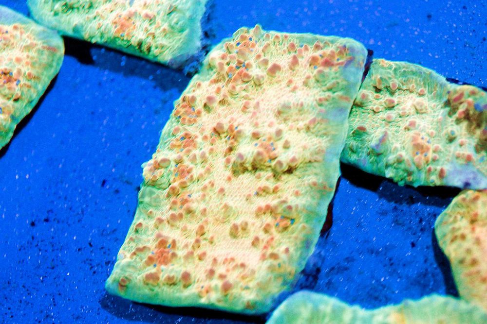 Stellaria Yelow Chalice Szczepka 3x2cm FLUOLAMPS WYSYŁKI