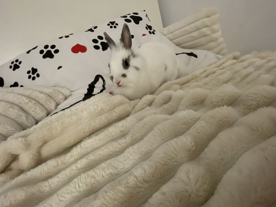 Sprzedam króliczka miniaturke