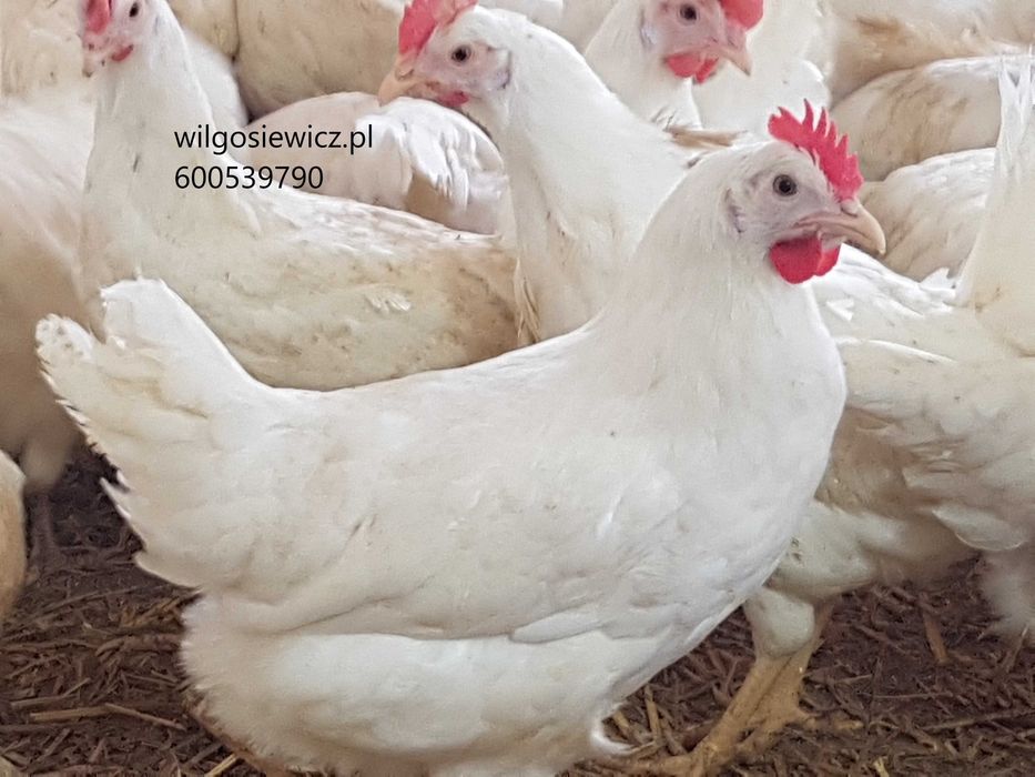 Kury nioski rasa Tetra dowóz Gratis