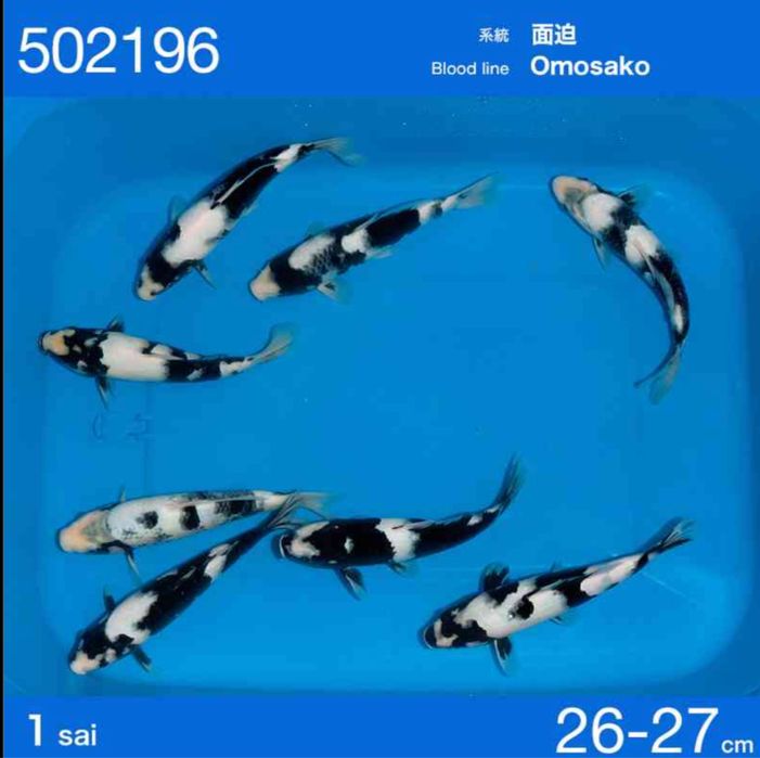 Продам карпов кои импорт с Японии