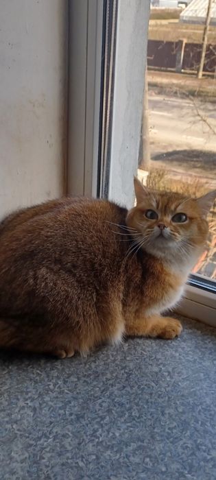 Золотая шиншила девочка