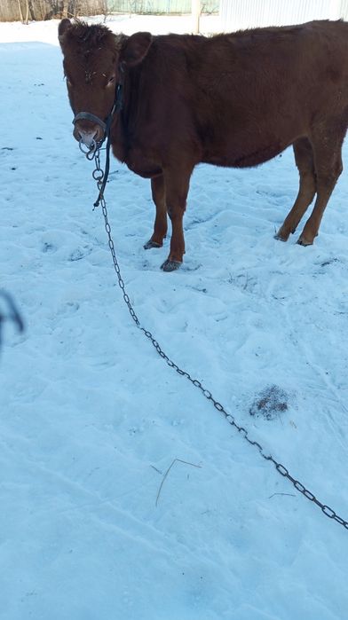 Продам телицю парувального віку.