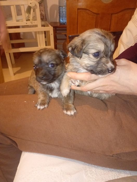 Віддам в добрі руки цуценят