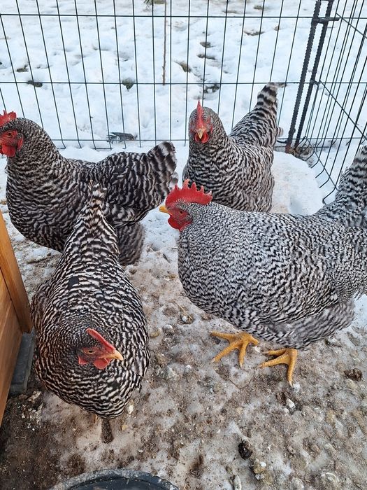 Kury,kurczeta amrock minor australop marans lakenfelder vorverk
