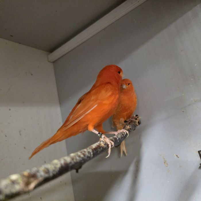 Kanarek kanarki samce mlode