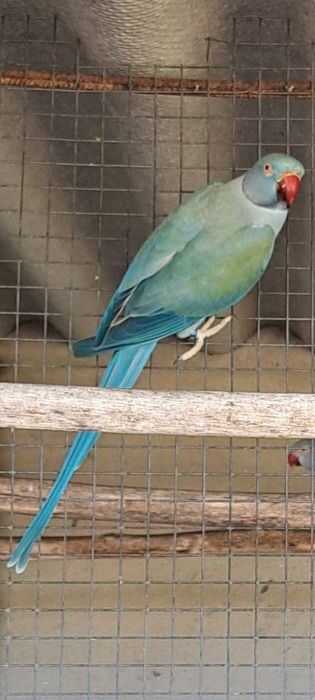 Ring necks 2023 e 2024 e 2025