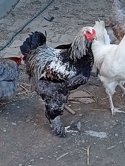 kogut brahma srebrna