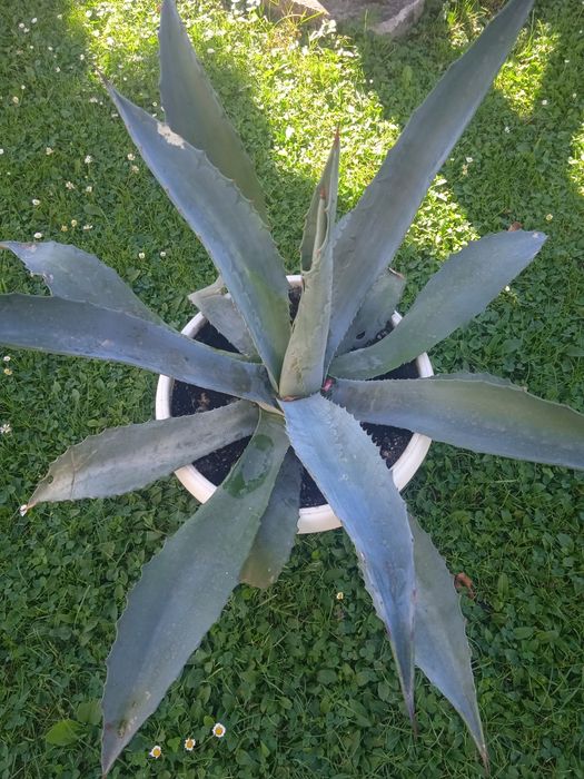 Продаються Агави