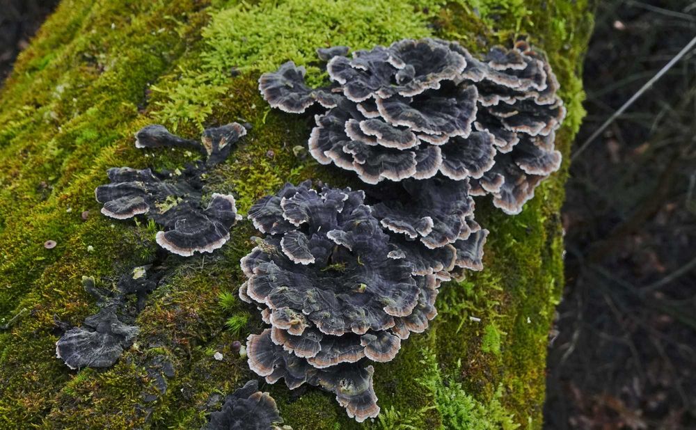Wrośniak różnobarwny [turkey tail, coriolous] - Trametes versicolor