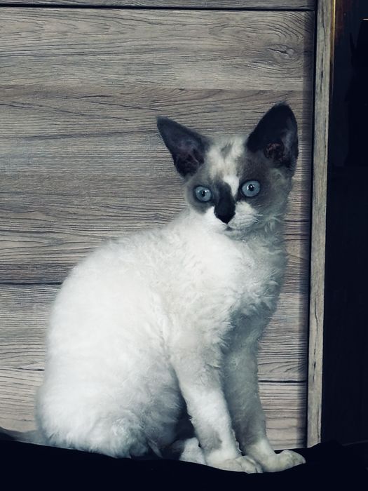 Kocurek devon rex point blue