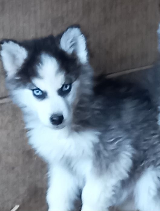 Suczka Siberian Haski