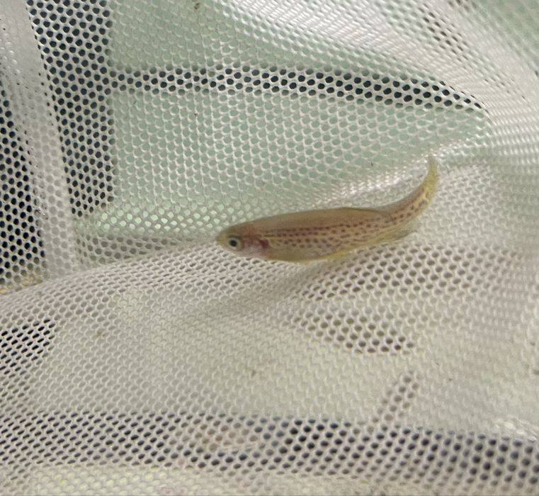 Danio Lamparcie.
