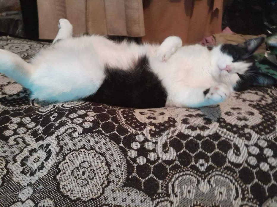 Котик Хлопчик Безкоштовно